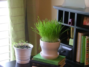 Wheat grass...and parsley