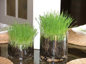 Wheat grass...grows 3" a day!